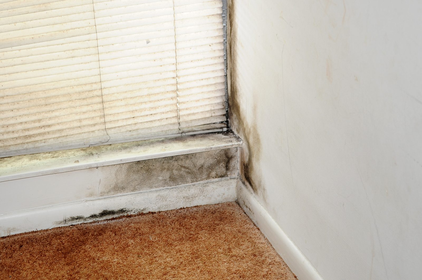 Black mold growth along a window sill, baseboard and wall corner above carpet